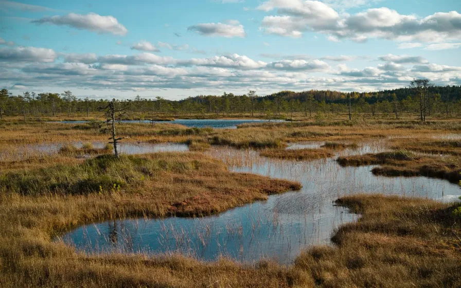 Wetland with ponds and golden autumn grasses