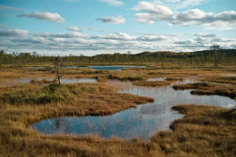 Wetland with ponds and golden autumn grasses